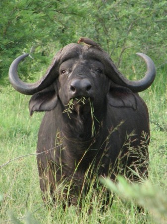 IMG_4041 Je précise qu'il ne s'agit pas d'un fan de foot, mais d'un sympathique pensionnaire du parc Kruger