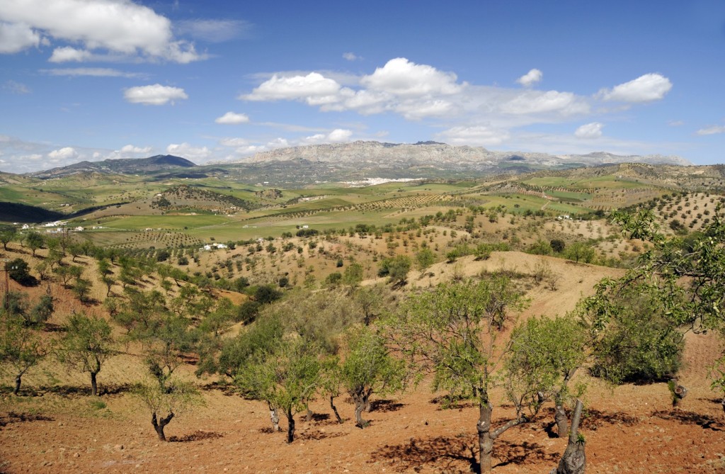 Andalusian landscape in springtime