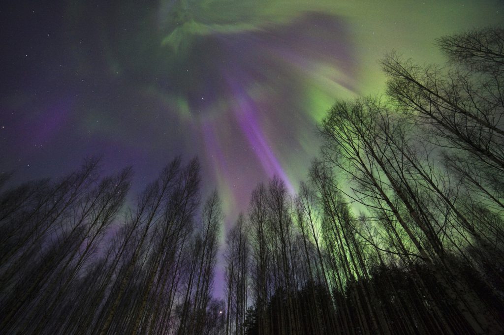 Aurora Borealis above birch forest.