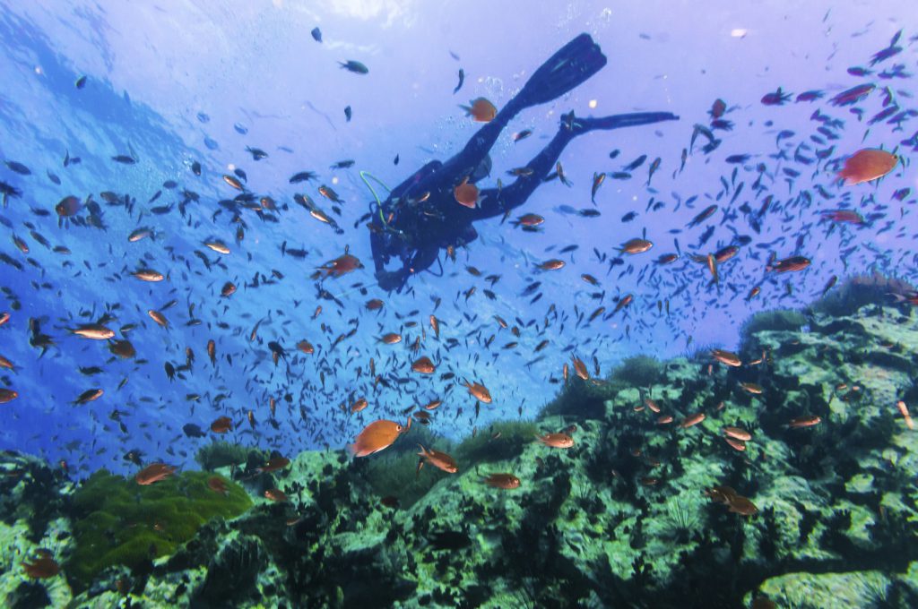 Scuba Diver on coral reef in clear blue water, Diving at South West Pinnacle on Koh Tao, Thailand