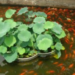 Goldfische vor Teehaus