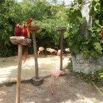 Xcaret1