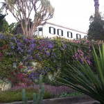 Gartenblumen