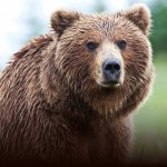01_Bear