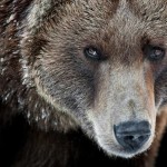02_Bear