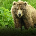 03_Bear