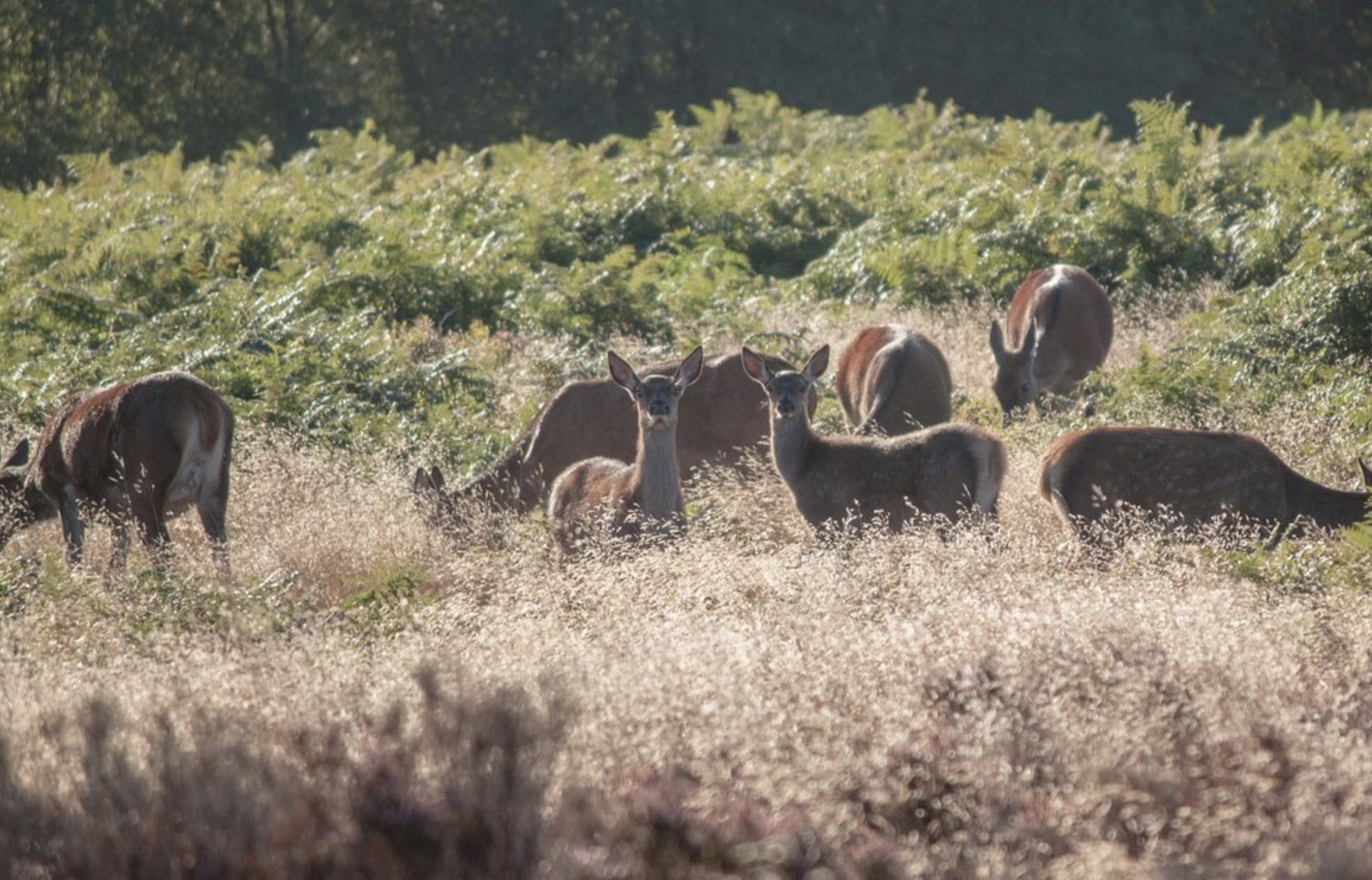 10 of the best nature reserves for seeing wildlife in the UK